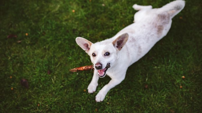 5 alimentos que cachorro não pode comer